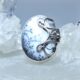 Дендроопал